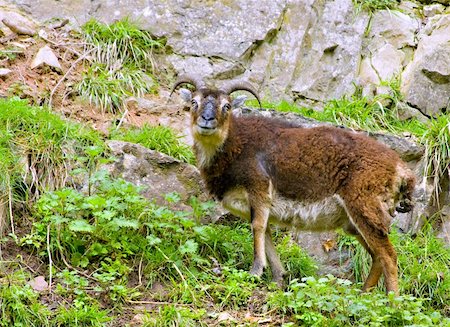simsearch:400-05294140,k - Wild British Primitive Goat in Cheddar Gorge Somerset England Stock Photo - Budget Royalty-Free & Subscription, Code: 400-04619727