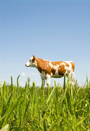 dutch cow pictures - Dutch cow in the meadow Stock Photo - Budget Royalty-Free & Subscription, Code: 400-04610371