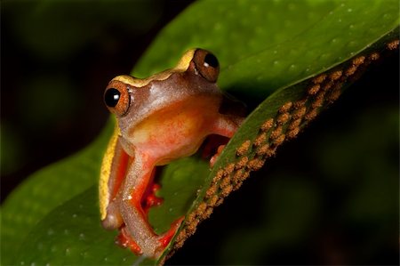 colorful tree frog Hypsiboas triangularum in the Bolivian rain forest Stock Photo - Budget Royalty-Free & Subscription, Code: 400-04613408