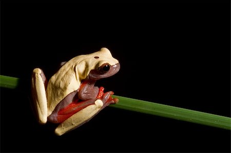 simsearch:400-05735843,k - colorful tree frog Hypsiboas triangularum in the Bolivian rain forest Stock Photo - Budget Royalty-Free & Subscription, Code: 400-04613409