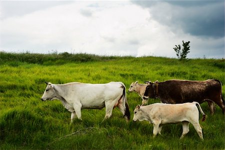 simsearch:400-05669603,k - Cow migration trough green fields Photographie de stock - Aubaine LD & Abonnement, Code: 400-04613901