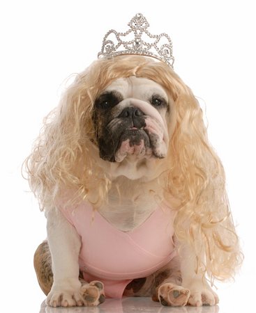 face cards queen - english bulldog dressed up as princess with ugly wig and tutu Stock Photo - Budget Royalty-Free & Subscription, Code: 400-04624067