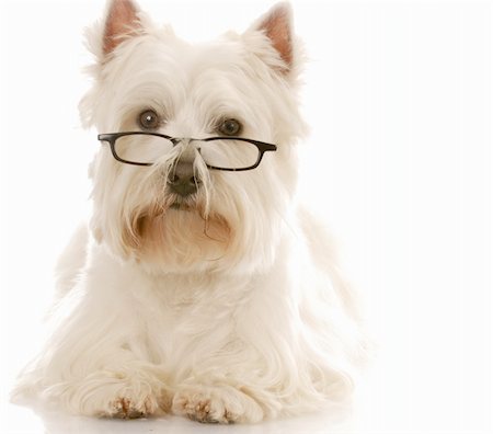 west highland white terrier wearing dark framed reading glassed Stock Photo - Budget Royalty-Free & Subscription, Code: 400-04626479
