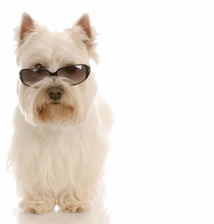 west highland white terrier wearing cool sunglasses on white background Stock Photo - Budget Royalty-Free & Subscription, Code: 400-04626480