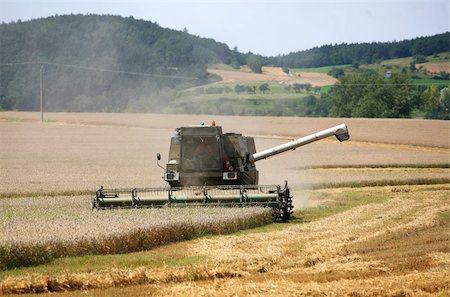 field winter wheat - Machine harvesting field of vheat Stock Photo - Budget Royalty-Free & Subscription, Code: 400-04626672