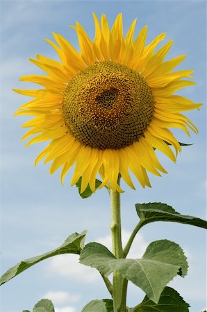 simsearch:400-04794343,k - Beautiful yellow large sunflower against blue sky Stock Photo - Budget Royalty-Free & Subscription, Code: 400-04627139