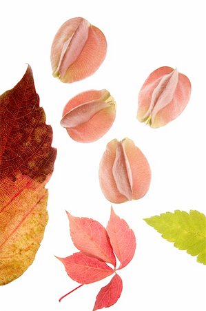 Color flowers, leaves, petals, isolated white background, spring autumn, seasons. Bright colors Photographie de stock - Aubaine LD & Abonnement, Code: 400-04627617