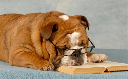 english book - english bulldog sleeping with reading glasses and a novel Stock Photo - Budget Royalty-Free & Subscription, Code: 400-04627634