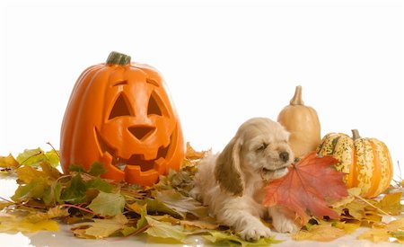 cocker spaniel puppy playing in autumn scene Stock Photo - Budget Royalty-Free & Subscription, Code: 400-04627633