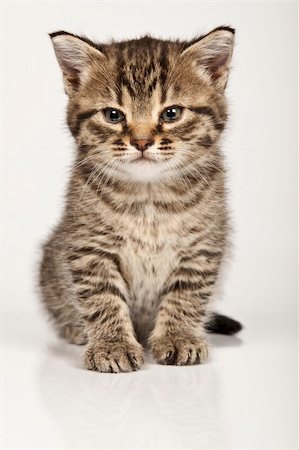 simsearch:400-04214443,k - Little cat Stock Photo - Budget Royalty-Free & Subscription, Code: 400-04627922