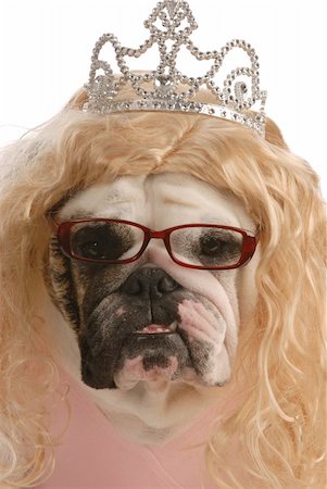 face cards queen - funny english bulldog dressed up as ugly princess with blond wig and tiara Stock Photo - Budget Royalty-Free & Subscription, Code: 400-04620232
