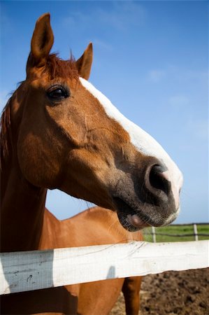 Horse head of brown horse Stock Photo - Budget Royalty-Free & Subscription, Code: 400-04622073