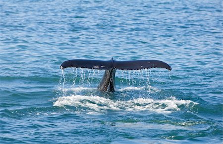 A humpback whale, Megaptera novaeangliae, dives for food and shows off its tail or fluke as it goes down. Shot on location near Husavik off the north coast of Iceland. Stock Photo - Budget Royalty-Free & Subscription, Code: 400-04622768