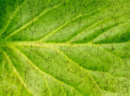 simsearch:400-04544818,k - Background - grunge texture leaf of green color Photographie de stock - Aubaine LD & Abonnement, Code: 400-04623245