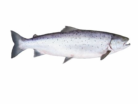 photo of fish salmon on white background Stock Photo - Budget Royalty-Free & Subscription, Code: 400-04637391