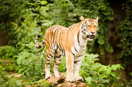 A majestic Bengal tiger standing on a fallen tree overlooking a lake Stock Photo - Budget Royalty-Free & Subscription, Code: 400-04638491