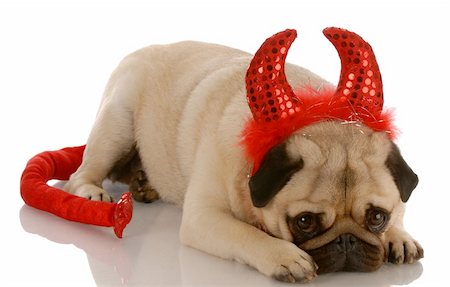 evil dogs - pug dressed up as a devil with guilty expression Stock Photo - Budget Royalty-Free & Subscription, Code: 400-04639103