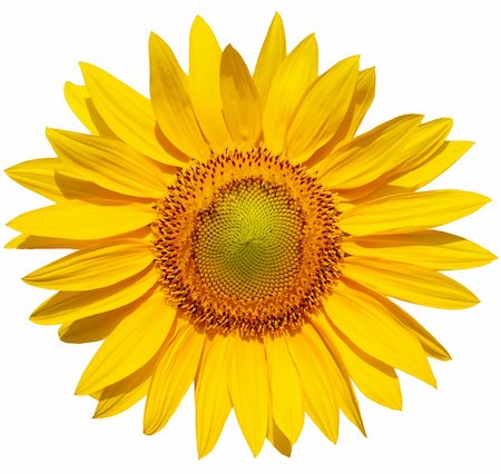 simsearch:400-05671297,k - Single sunflower head isolated on white background Stock Photo - Budget Royalty-Free & Subscription, Code: 400-04639116