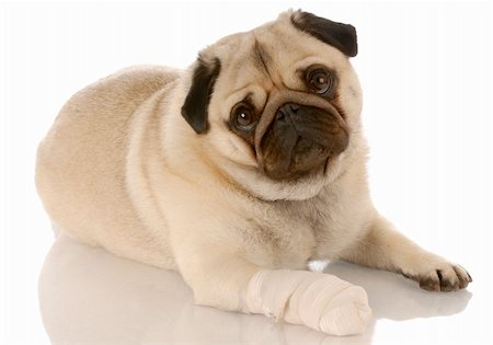 simsearch:400-04181579,k - veterinary care - pug with bandaid on paw Stock Photo - Budget Royalty-Free & Subscription, Code: 400-04639840