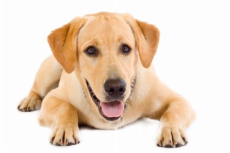 simsearch:400-05241006,k - seated Puppy Labrador retriever cream in front of white background Stock Photo - Budget Royalty-Free & Subscription, Code: 400-04630794