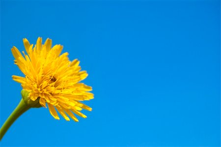 simsearch:400-05671297,k - A yellow flower isolated on a blue sky Stock Photo - Budget Royalty-Free & Subscription, Code: 400-04631314