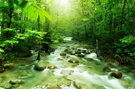 Tropical mountain stream with sunbeam in a morning. Stock Photo - Budget Royalty-Free & Subscription, Code: 400-04633741