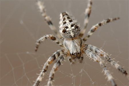 simsearch:400-04920020,k - European Garden Spider (Araneus diadematus) Foto de stock - Super Valor sin royalties y Suscripción, Código: 400-04645267