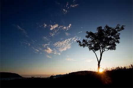 simsearch:400-06408905,k - A tree silhouette against a sunset and ocean background Stock Photo - Budget Royalty-Free & Subscription, Code: 400-04646054