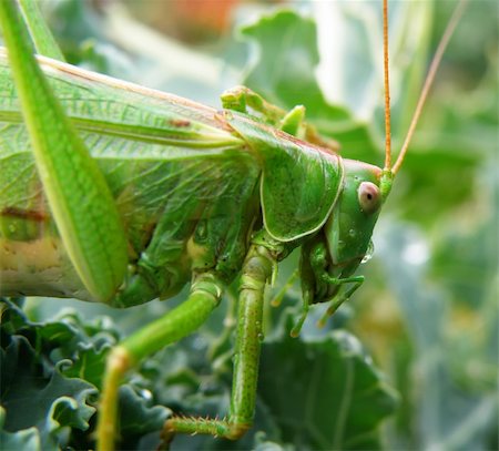simsearch:400-04698964,k - Insect photo - macro detail of a green locust Photographie de stock - Aubaine LD & Abonnement, Code: 400-04647167