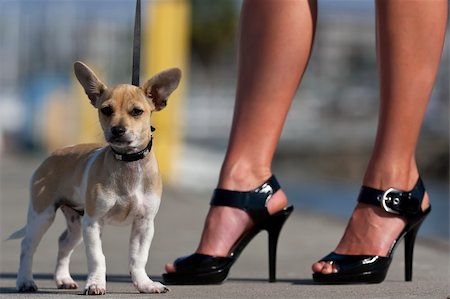simsearch:400-04875272,k - A brown and white Chihuahua puppy goes for a walk with his female owner. Stock Photo - Budget Royalty-Free & Subscription, Code: 400-04648578