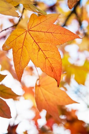 simsearch:400-05256623,k - Close up photo of fall colored leaves. Photographie de stock - Aubaine LD & Abonnement, Code: 400-04640097