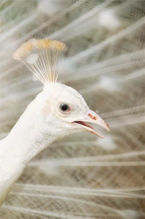 simsearch:400-05725990,k - A  male white peacock displaying its feather. Stock Photo - Budget Royalty-Free & Subscription, Code: 400-04640422