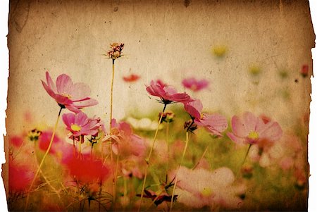 painterly - old-fashioned artistic flower - made effects from my originals Photographie de stock - Aubaine LD & Abonnement, Code: 400-04640459