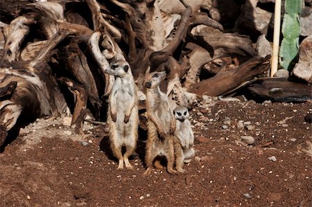 sentinel - Meerkat Family basking in the sun on the african desert Stock Photo - Budget Royalty-Free & Subscription, Code: 400-04640758