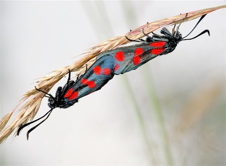 The pair of butterflies Zygaena filipendulae, copulation. Stock Photo - Budget Royalty-Free & Subscription, Code: 400-04641870