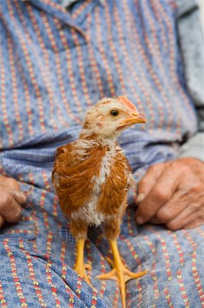 old peasant woman with a chicken in her lap Stock Photo - Budget Royalty-Free & Subscription, Code: 400-04654063