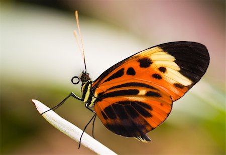 simsearch:400-04920020,k - Heliconius Numata Aurora is a  beautiful  tropical butterfly Foto de stock - Super Valor sin royalties y Suscripción, Código: 400-04654269