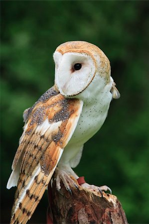 simsearch:400-07745600,k - The Barn Owl (Tyto alba) Stock Photo - Budget Royalty-Free & Subscription, Code: 400-04654956