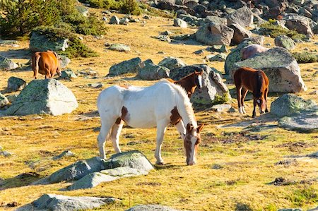 simsearch:400-05745462,k - Horses in Pyrenees mountain. Summer sunny day. Andorra Stock Photo - Budget Royalty-Free & Subscription, Code: 400-04656748