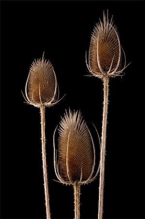Thistle dried and isolated on black background Stock Photo - Budget Royalty-Free & Subscription, Code: 400-04656751