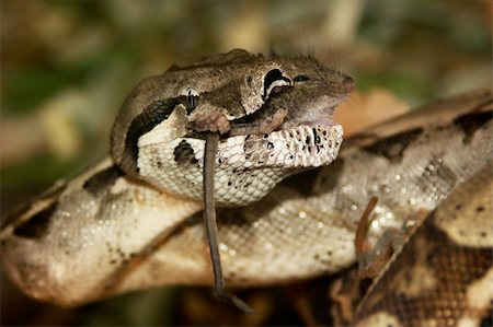 snake -boa constrictor, lunch with mice Stock Photo - Budget Royalty-Free & Subscription, Code: 400-04656778