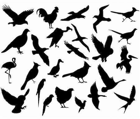 flying bird outline pic - vector collection of flying bird silhouettes Stock Photo - Budget Royalty-Free & Subscription, Code: 400-04656899