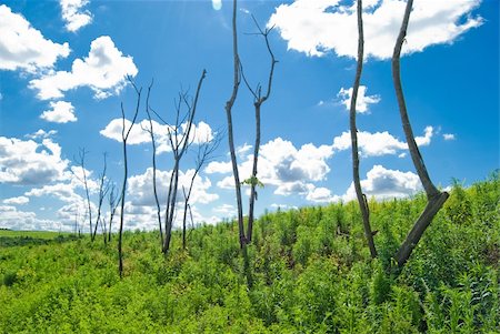 simsearch:673-02801432,k - Trunks of dead trees in the area of deforestation to plant eucalyptus trees in southern Brazil. Stock Photo - Budget Royalty-Free & Subscription, Code: 400-04658635