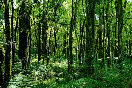 simsearch:400-04701752,k - Trunks of trees with moss on brazilian atlantic rainforest. Photographie de stock - Aubaine LD & Abonnement, Code: 400-04658633