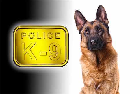 simsearch:400-05732964,k - german shepard isolated on white with k9 police golden plate Stock Photo - Budget Royalty-Free & Subscription, Code: 400-04659716