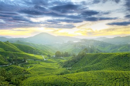 simsearch:400-05905687,k - Tea Plantations at Cameron Highlands Malaysia. Sunrise in early morning with fog. Stock Photo - Budget Royalty-Free & Subscription, Code: 400-04650600
