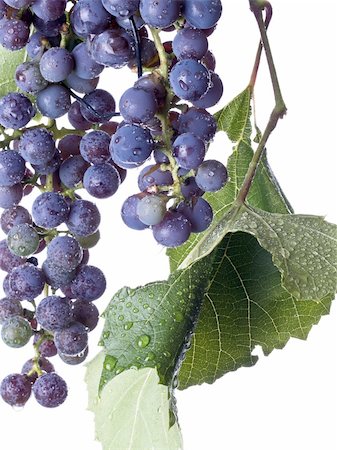 simsearch:400-06923729,k - Grapes on the Vine Stock Photo - Budget Royalty-Free & Subscription, Code: 400-04650934