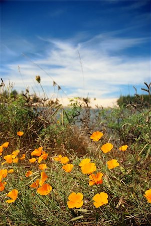 California poppies growing in front of Oregon Sand Dunes National Recreation Area, Coos Bay, Oregon Stock Photo - Budget Royalty-Free & Subscription, Code: 400-04651067