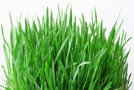 simsearch:400-05362449,k - Green grass on a white background Stock Photo - Budget Royalty-Free & Subscription, Code: 400-04651359