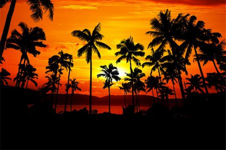 simsearch:400-04062726,k - Palms silhouette opposite beautiful island in red sunset Foto de stock - Super Valor sin royalties y Suscripción, Código: 400-04651436